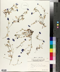 Nemophila menziesii image