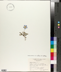 Nemophila menziesii image