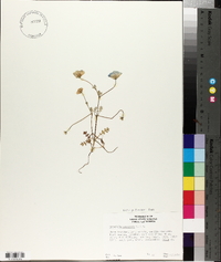 Nemophila menziesii image