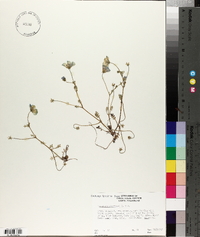 Nemophila menziesii image