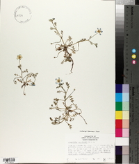 Nemophila menziesii image