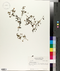 Nemophila menziesii image