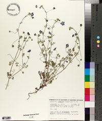 Nemophila menziesii image