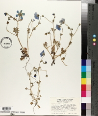Nemophila menziesii image