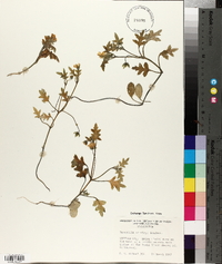Nemophila kirtleyi image