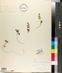 Nemophila kirtleyi image