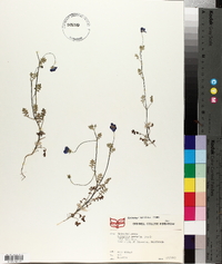 Nemophila insignis image