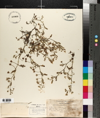 Nemophila heterophylla image