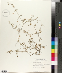 Nemophila heterophylla image