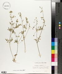 Nemophila heterophylla image