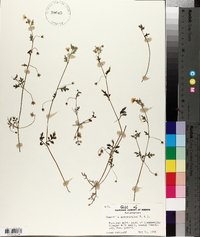 Nemophila heterophylla image