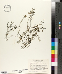 Nemophila heterophylla image