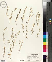 Nemophila breviflora image