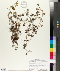 Nemophila aphylla image