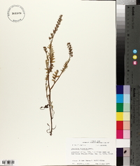 Phacelia hirsuta image