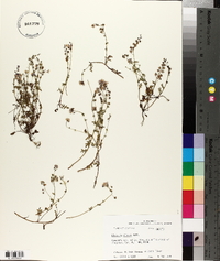 Phacelia glabra image