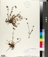 Phacelia glabra image