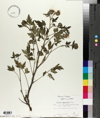 Phacelia bipinnatifida image