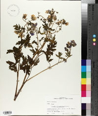 Phacelia bipinnatifida image
