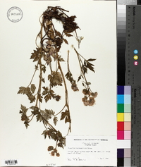 Phacelia bipinnatifida image