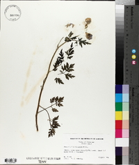 Phacelia bipinnatifida image