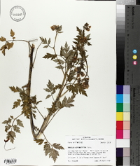 Phacelia bipinnatifida image