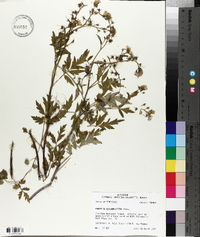 Phacelia bipinnatifida image