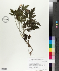 Phacelia bipinnatifida image