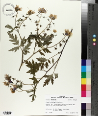 Phacelia bipinnatifida image