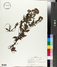 Phacelia bipinnatifida image