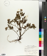 Phacelia bipinnatifida image