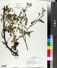 Phacelia bipinnatifida image