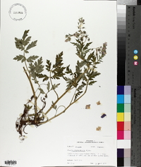 Phacelia bipinnatifida image