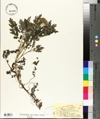 Phacelia congesta image