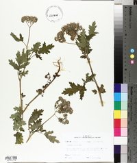 Phacelia congesta image