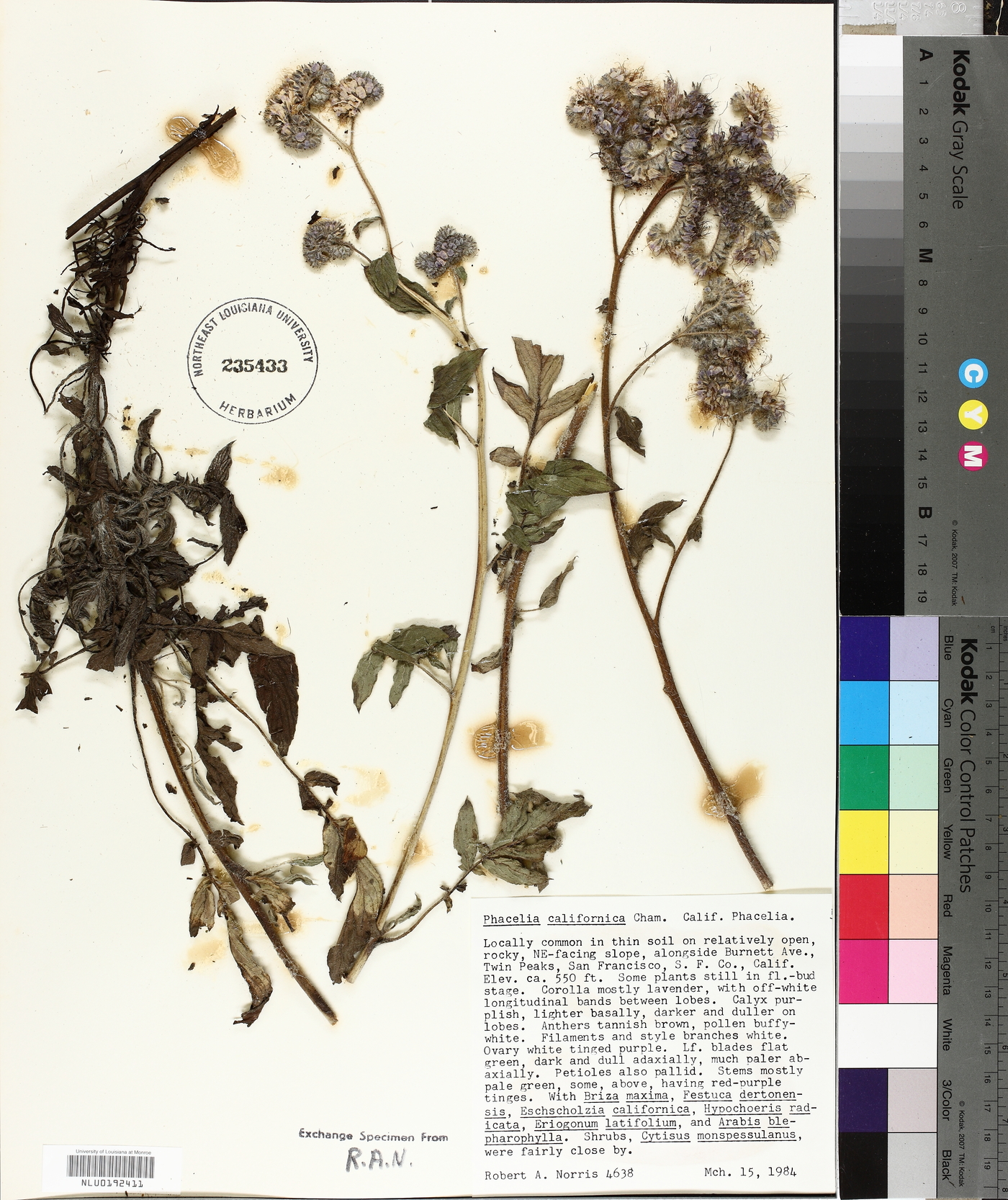 Phacelia californica image