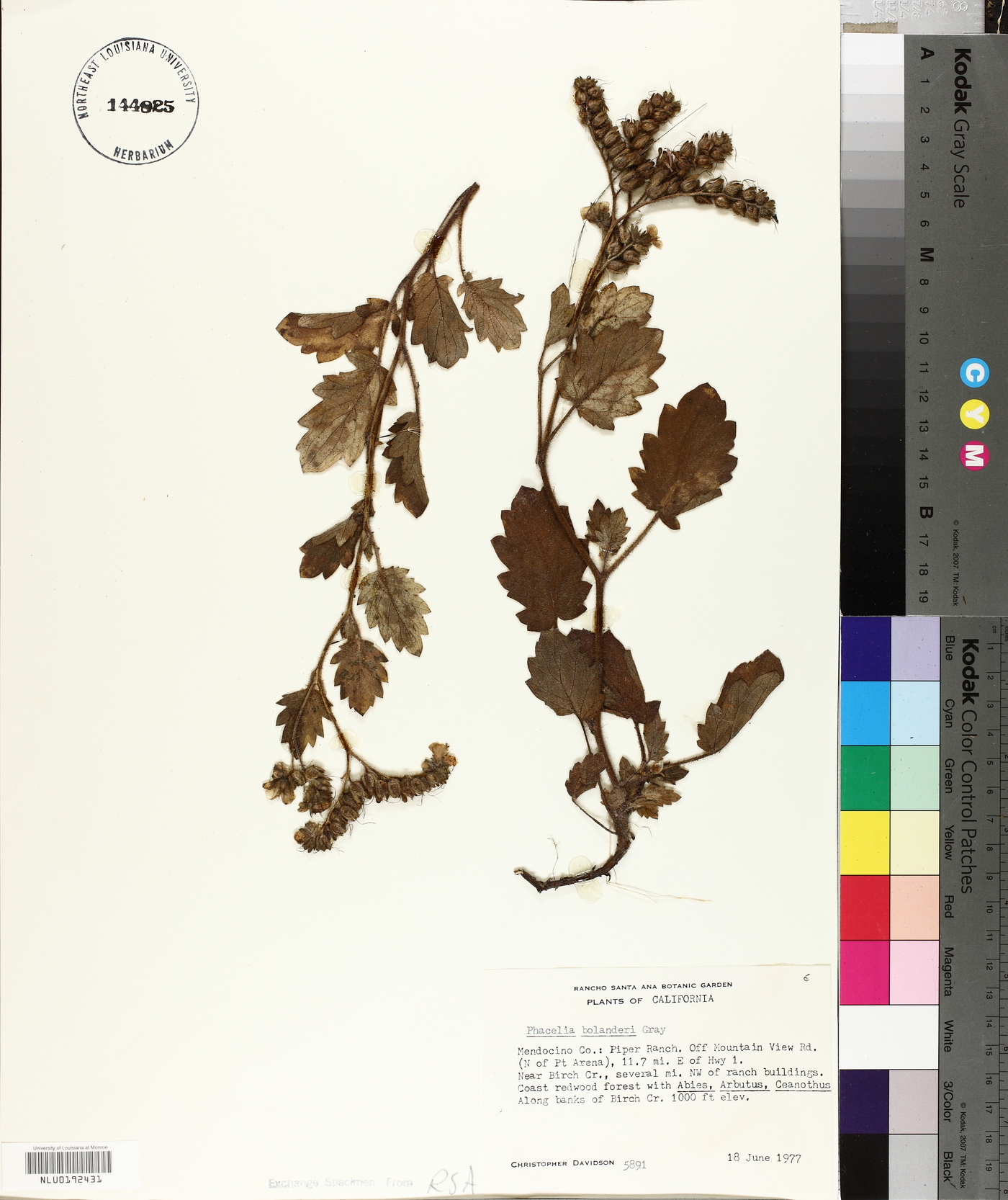 Phacelia bolanderi image
