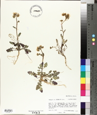 Phacelia crenulata image