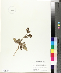 Phacelia crenulata image