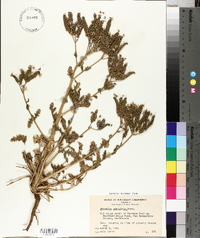 Phacelia crenulata image