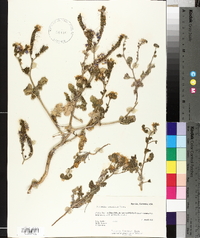 Phacelia crenulata image