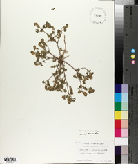 Phacelia adenophora image