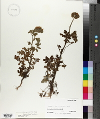 Phacelia congesta image