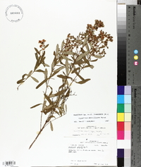 Hypericum densiflorum image