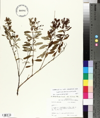 Hypericum densiflorum image