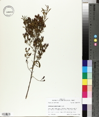 Hypericum densiflorum image