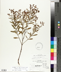 Hypericum densiflorum image