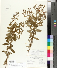 Hypericum densiflorum image