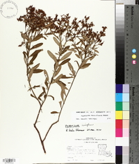 Hypericum densiflorum image
