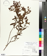 Hypericum densiflorum image